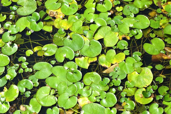 Drijvende planten op water — Stockfoto