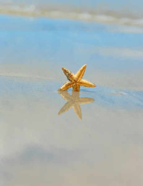 สตาร์ฟิชบนชายหาด — ภาพถ่ายสต็อก