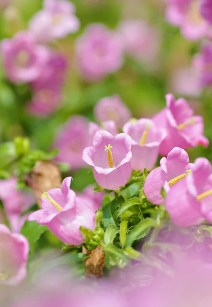 Rózsaszín virágok tavasszal — Stock Fotó