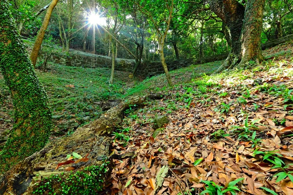 Sunbeam schijnen door groene bossen — Stockfoto
