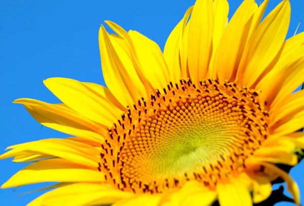 Sonnenblume aus nächster Nähe — Stockfoto
