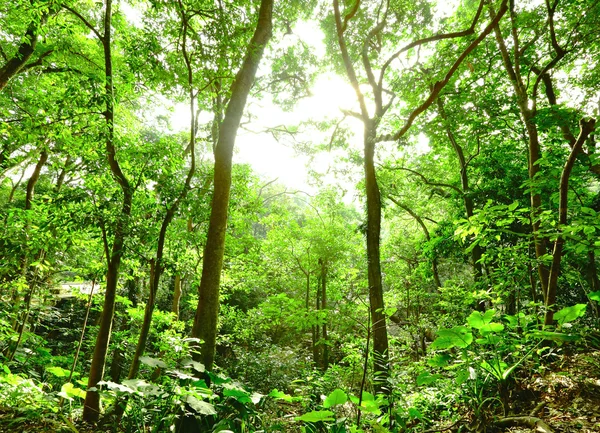 緑の森を通して輝く太陽光線 — ストック写真