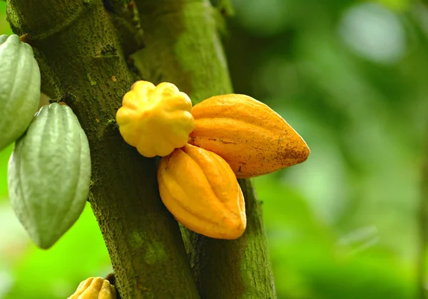 Kakaové lusky — Stock fotografie