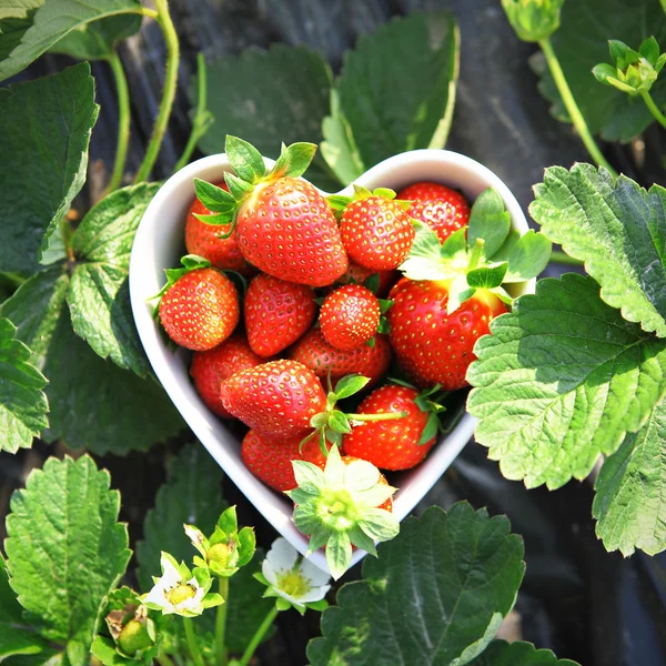 Erdbeere in Herzform Schale — Stockfoto