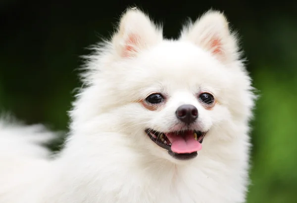 快乐的博美犬 — 图库照片