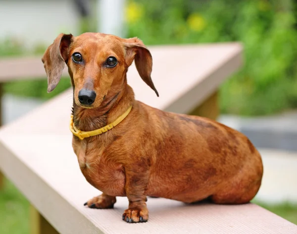 stock image Dachshund