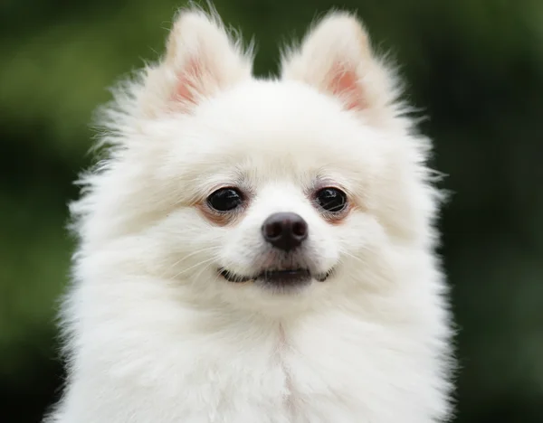 Imádnivaló fehér spicli-kutya — 스톡 사진