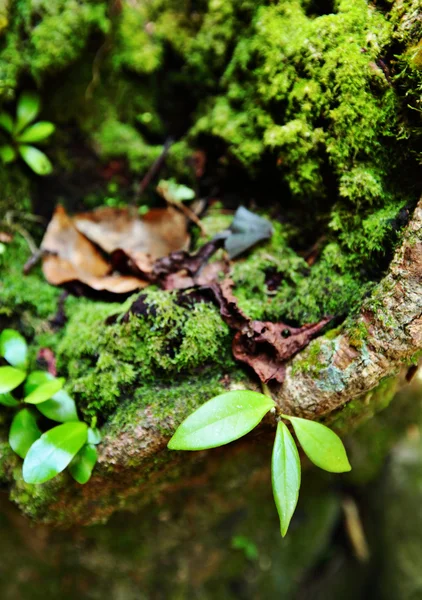 열 대 숲 식물 — 스톡 사진