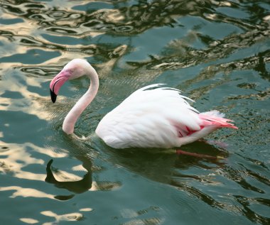 pembe flamingo