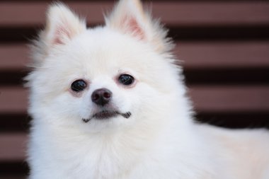 Beyaz pomeranian