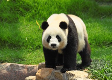 vahşi panda