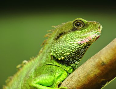 Green iguana on tree branch clipart