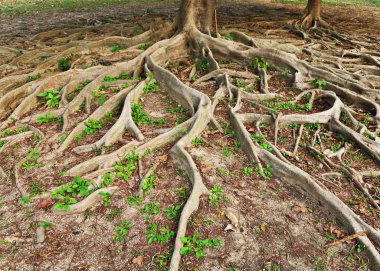 Tree roots clipart