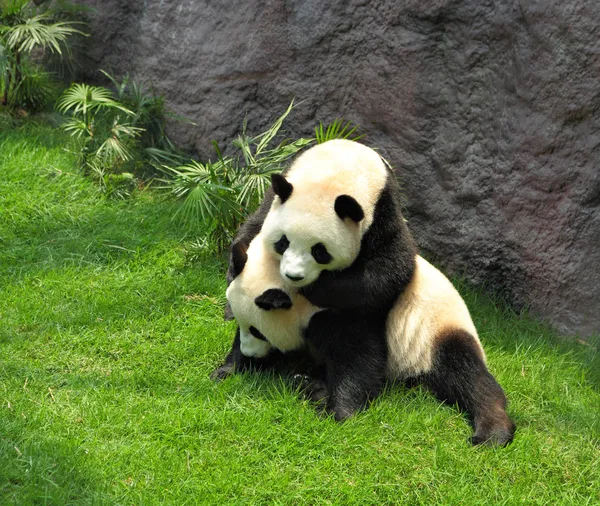 两个熊猫玩 — 图库照片