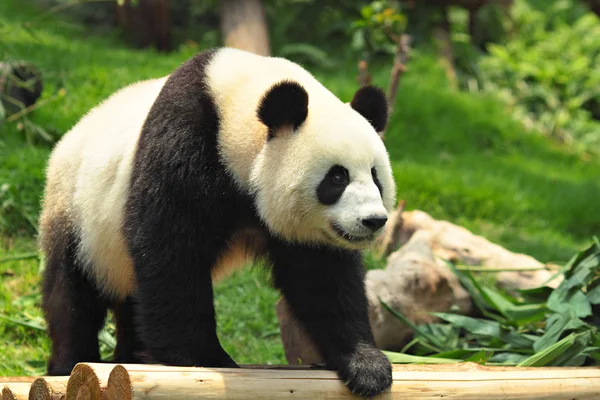 Дикі панда — стокове фото