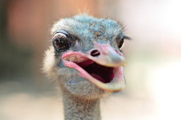 Retrato de avestruz — Foto de Stock