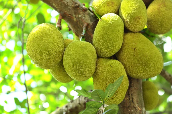 Jackfruit — Stock Photo, Image