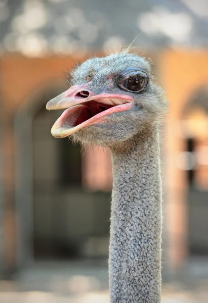 Cabeza de avestruz — Foto de Stock