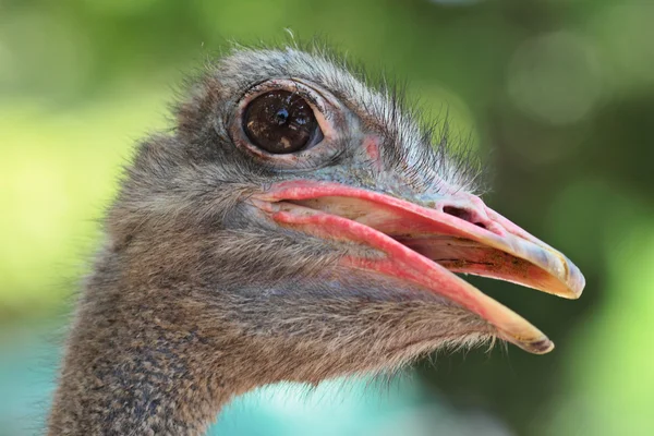 Retrato de avestruz de perto — Fotografia de Stock