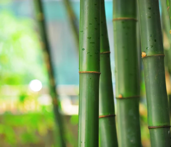 Van bamboe — Stockfoto