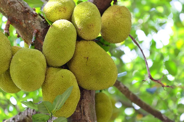 Jackfruit sur arbre — Photo