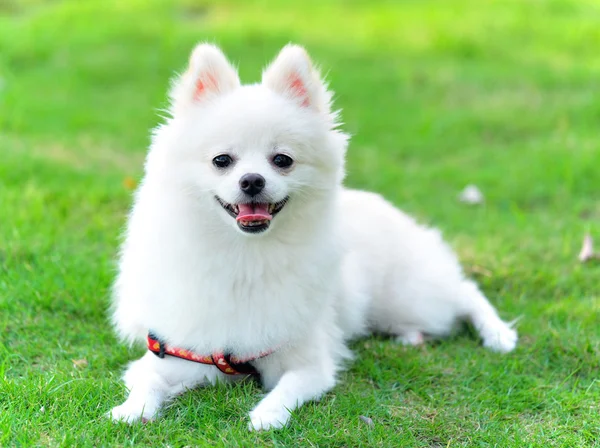 Imádnivaló fehér spicli-kutya — Stock Fotó