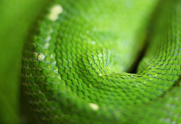 Green snake skin — Stock Photo, Image