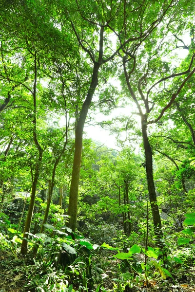 Verse groene bos met zonnestralen — Stockfoto