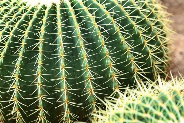 Cactus close up — Stock Photo, Image