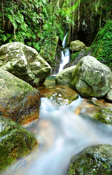 Stream in jungle — Stock Photo, Image