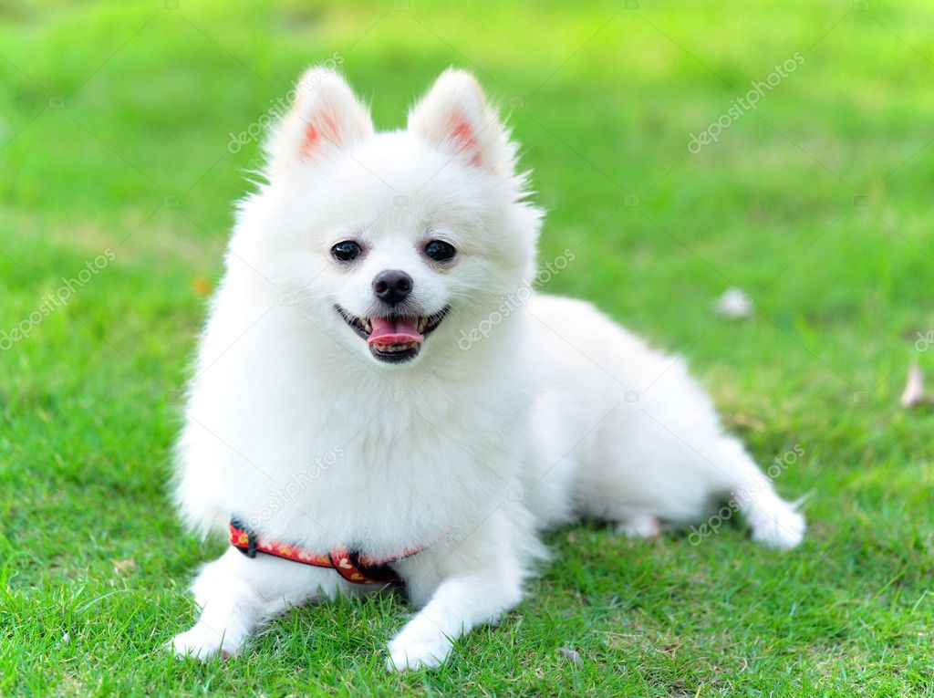 Adorable white pomeranian — Stock Photo © leungchopan 6084015
