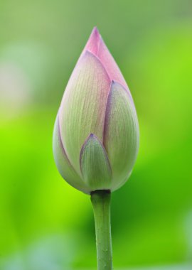 Lotus bud