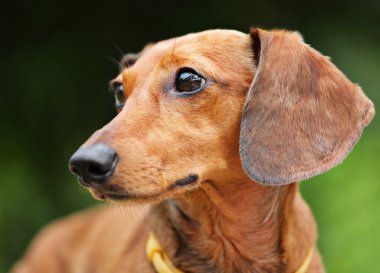 Dachshund