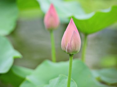 Lotus tomurcuklar
