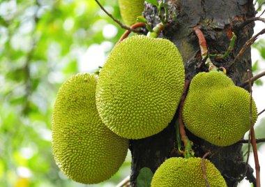 Jackfruit on tree clipart