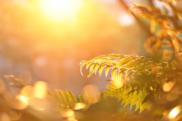 太陽の輝きと葉します。 — ストック写真