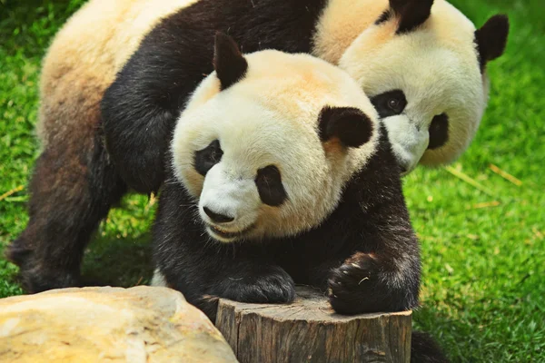Iki panda — Stok fotoğraf
