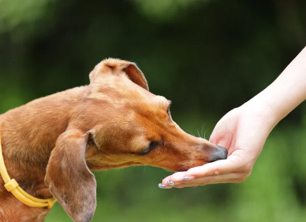 stock image Feeding dog