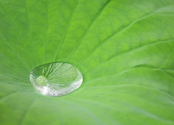 Gota de água na folha de lótus — Fotografia de Stock