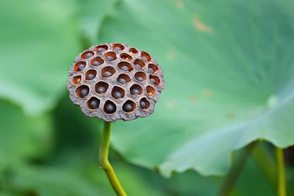 Lotus Pod — Stock Photo, Image