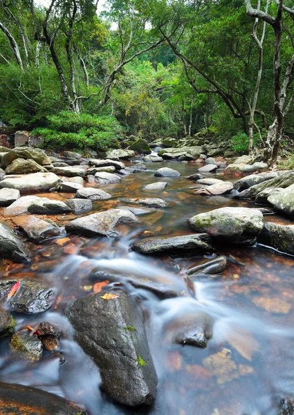 Manantial de agua en la selva —  Fotos de Stock