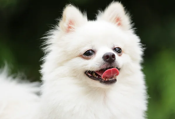 Happy pomeranian dog — Stock Photo, Image