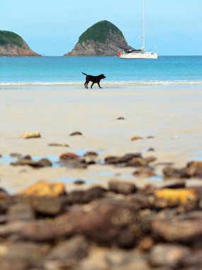 Dog on beach clipart