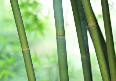 Bambu.