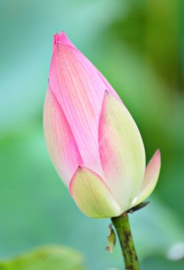 Lotus bud