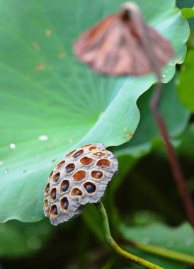 Lotus Pod clipart