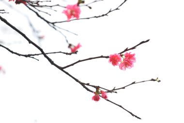 Sakura japanese cherry blossoms clipart