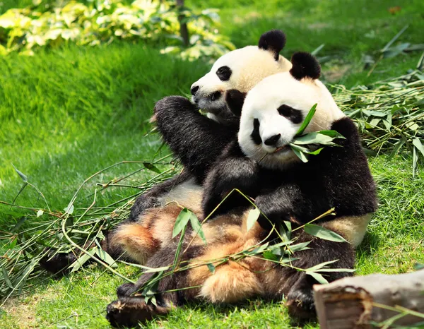 Panda selvatica — Foto Stock