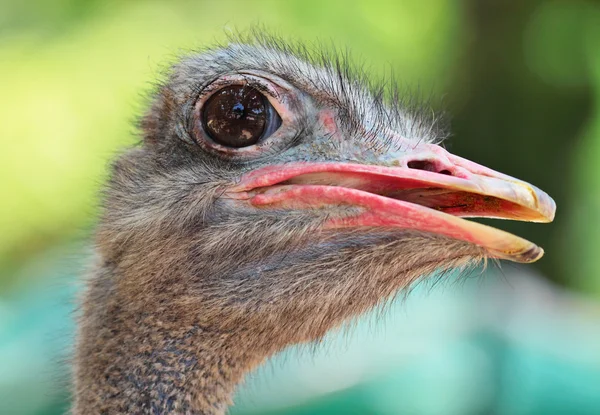 Ave avestruz — Fotografia de Stock