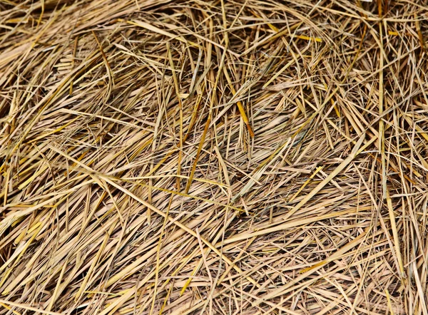 stock image Hay background